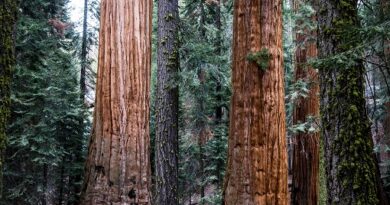 Sequoias e a Vida Eterna