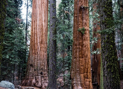 Sequoias e a Vida Eterna
